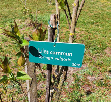 Plaque d'identification de plantes / arbres Plaque d'identification de plantes / arbres