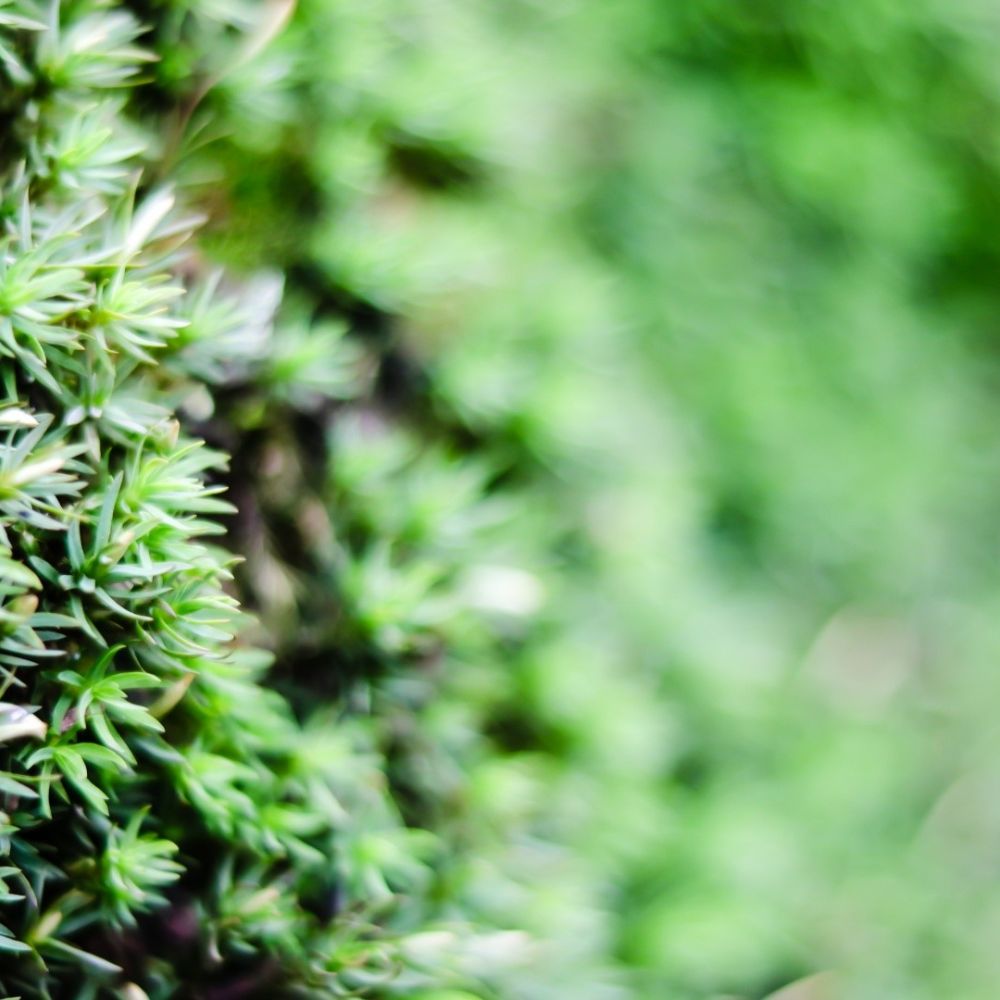 Extérieur Plantes 2